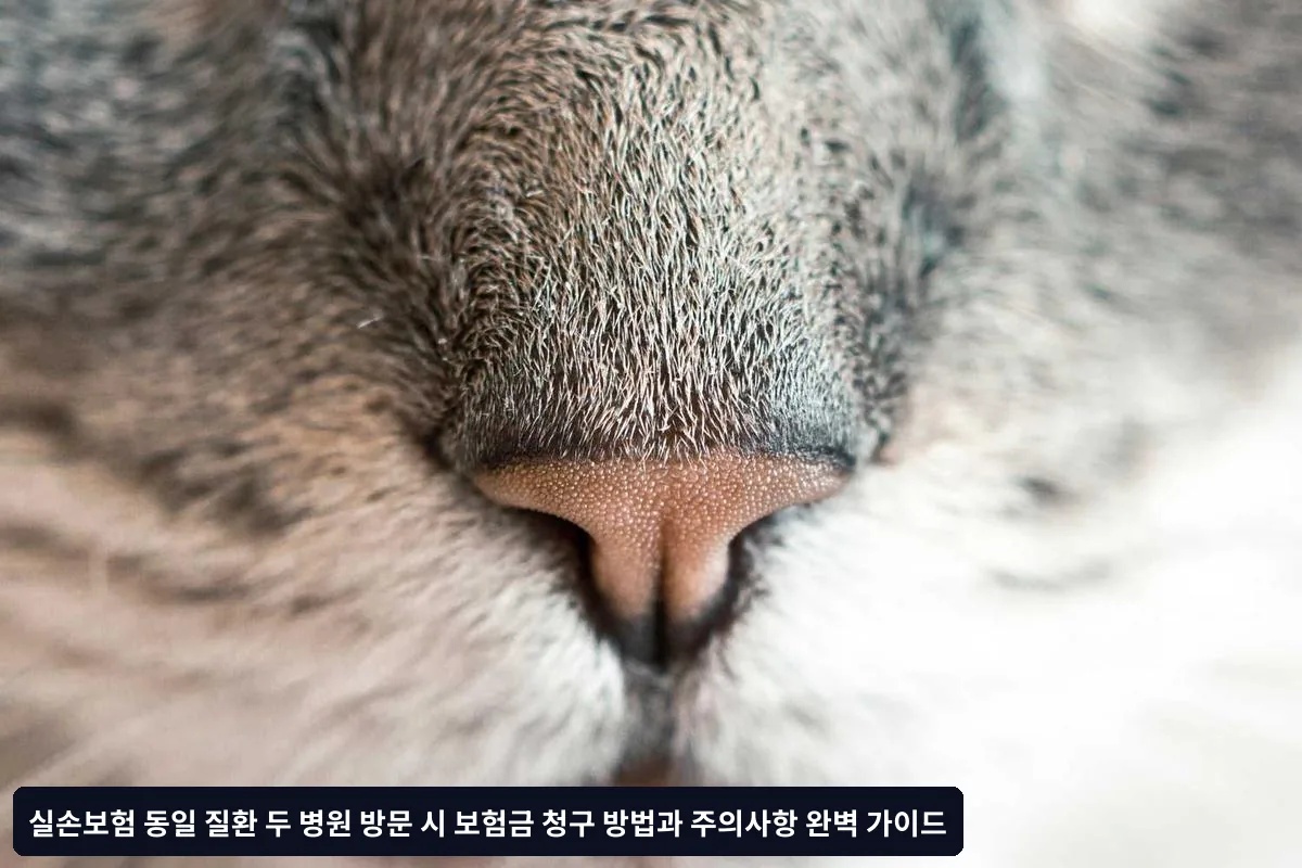 보험사 거절을 피하는 핵심 전략