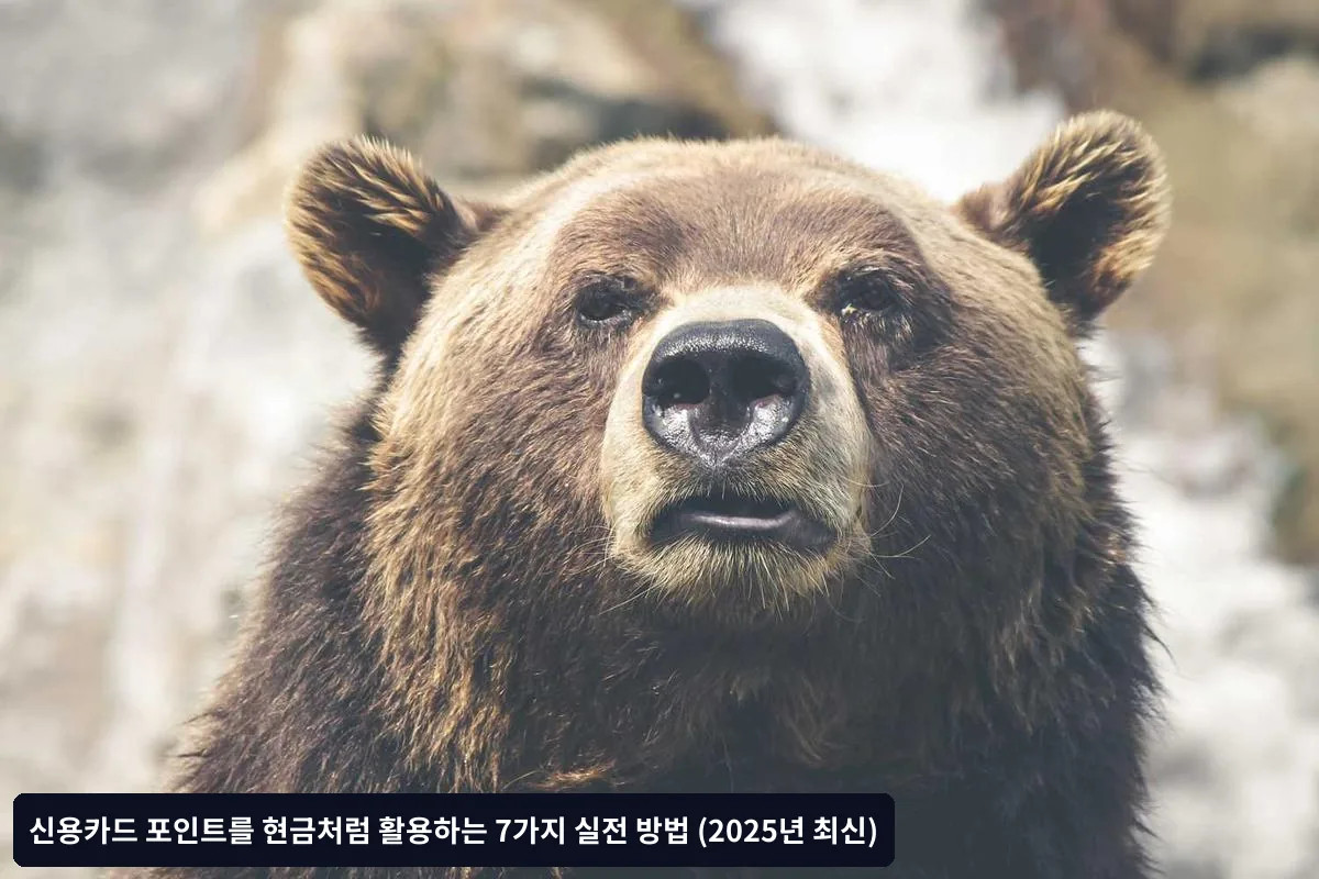카드사별 포인트 현금화 효율성 비교